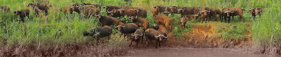 Capricorn Accommodation footer banner